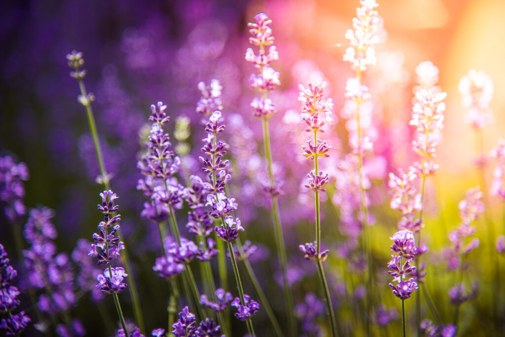 Lavendel An diesem Standort fühlt er sich besonders wohl