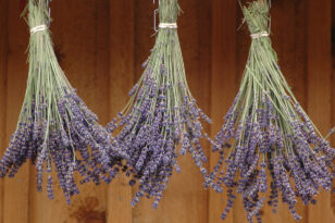 Lavendel säen Tipps und Kurzanleitung