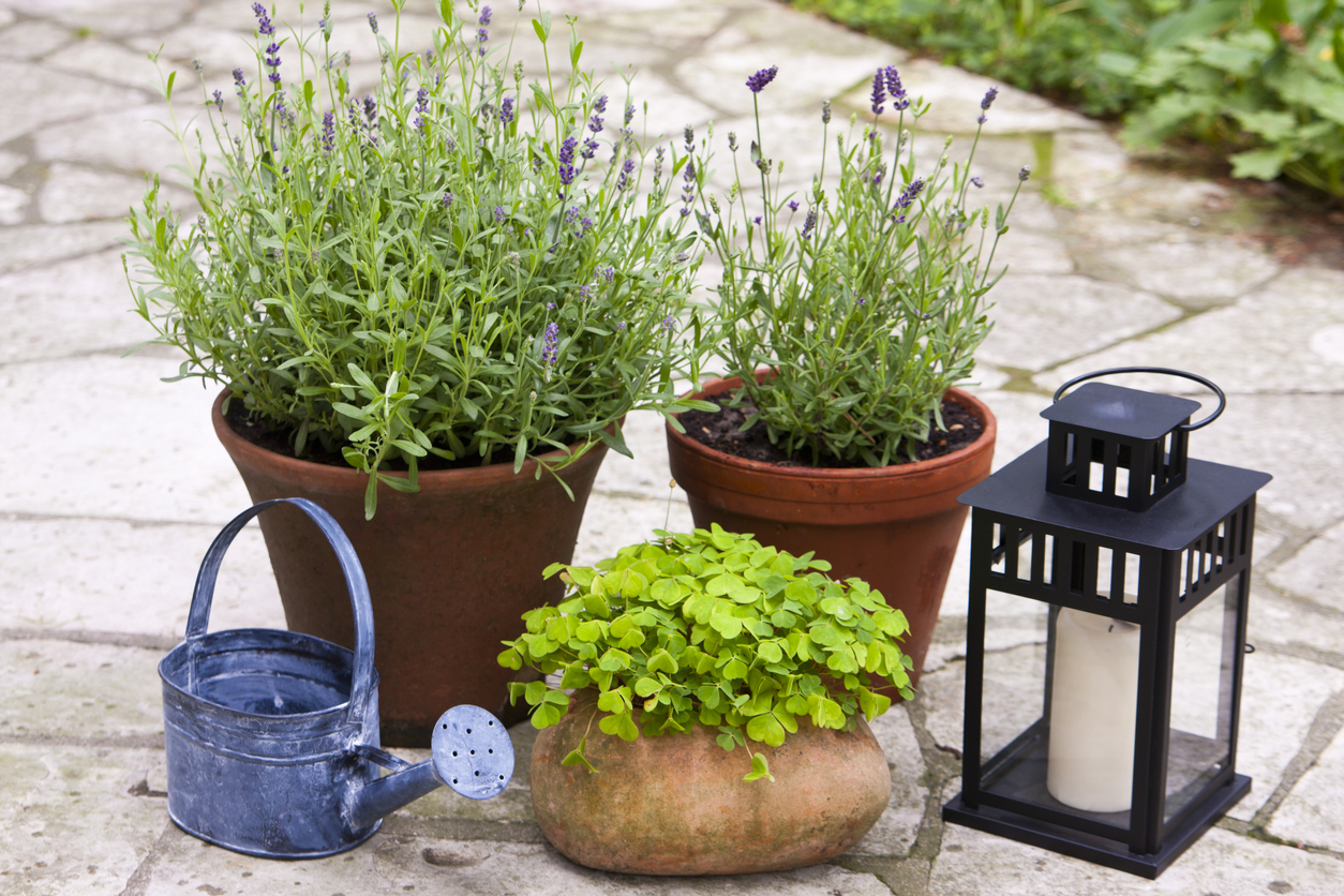 Lavendel überwintern Die besten Tipps