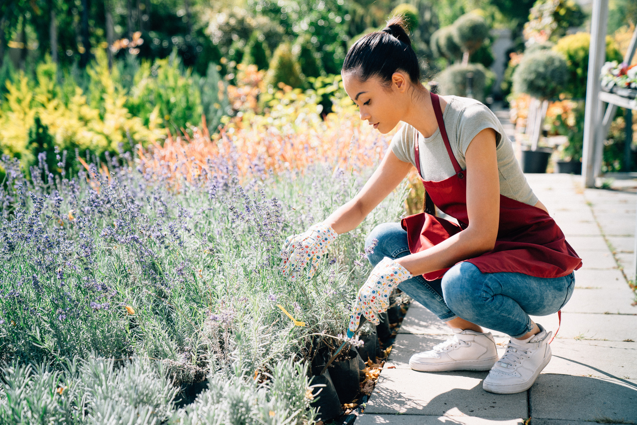 Lavendel umpflanzen Tipps und Kurzanleitung