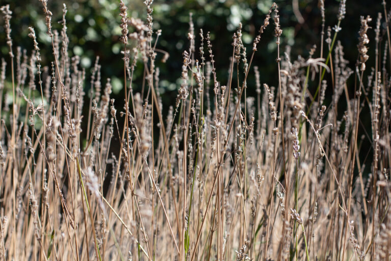Lavendel ist So reagieren Sie jetzt richtig
