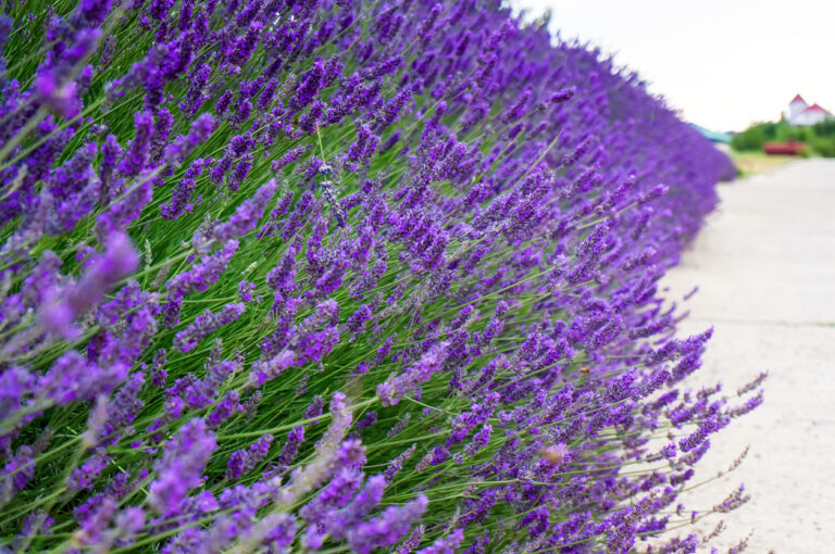 Echter Lavendel So erkennen und unterscheiden Sie die Pflanze