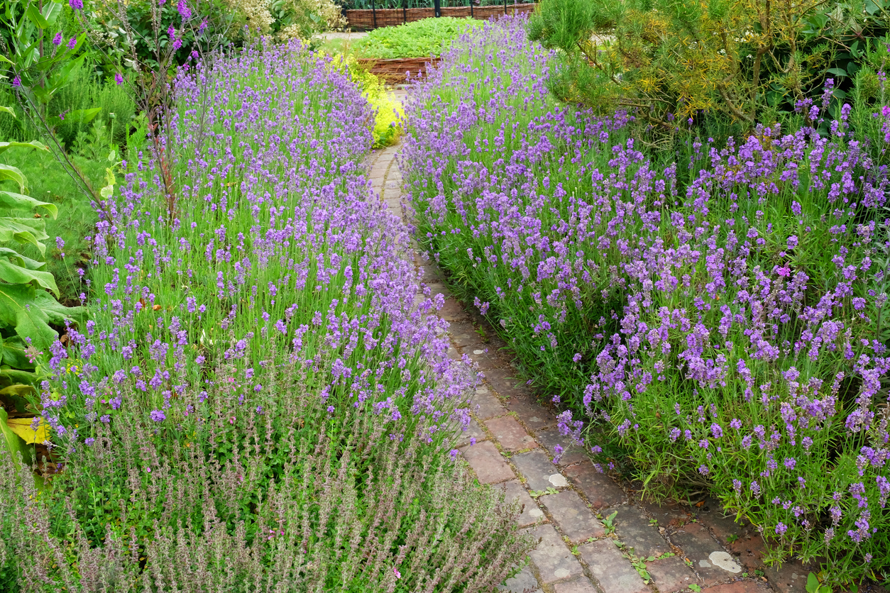 Ist Lavendel winterhart? Hier lernen Sie die Pflanze kennen