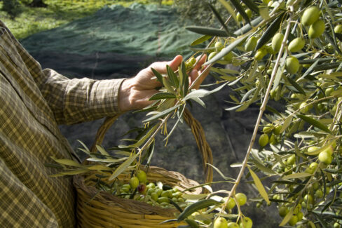 oliven-ernten