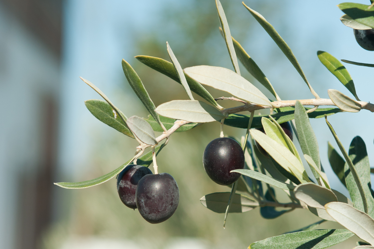 Schwarze Oliven Wie kommt die Farbe zustande?