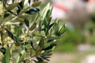 olivenbaum-befruchtung