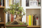 olivenbaum-bonsai