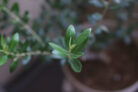olivenbaum-duengen