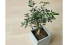 olivenbaum-erde