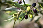 olivenbaum-fruechte