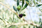 olivenbaum-schaedlinge