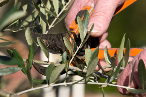 olivenbaum-schneiden