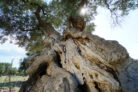 olivenbaum-stamm
