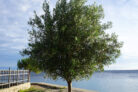 olivenbaum-standort