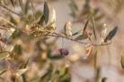 olivenbaum-vertrocknet