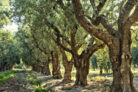 olivenbaum-wurzeln