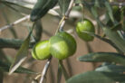 olivenbaum-zuechten
