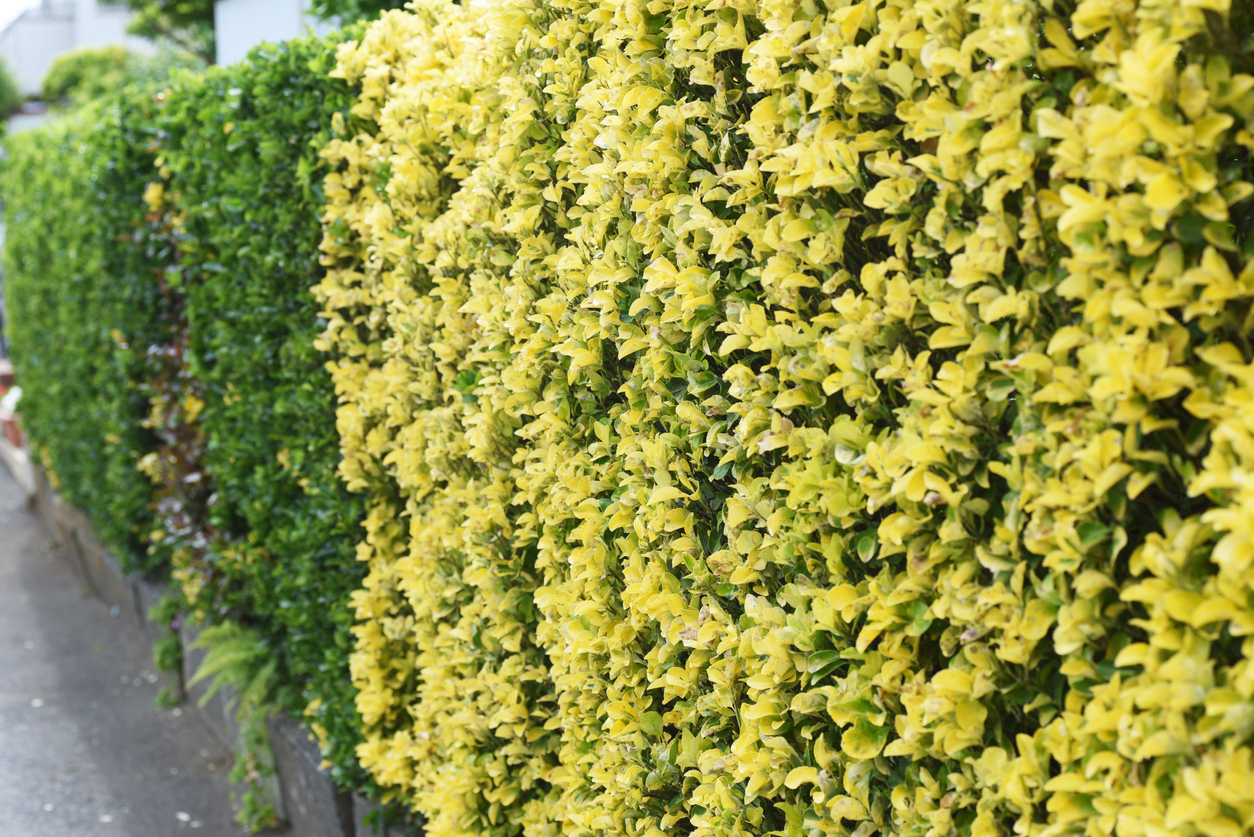 Pfaffenhütchen als Hecke Die besten Arten, Pflanzhinweise und mehr