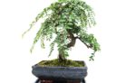 pfefferbaum-bonsai