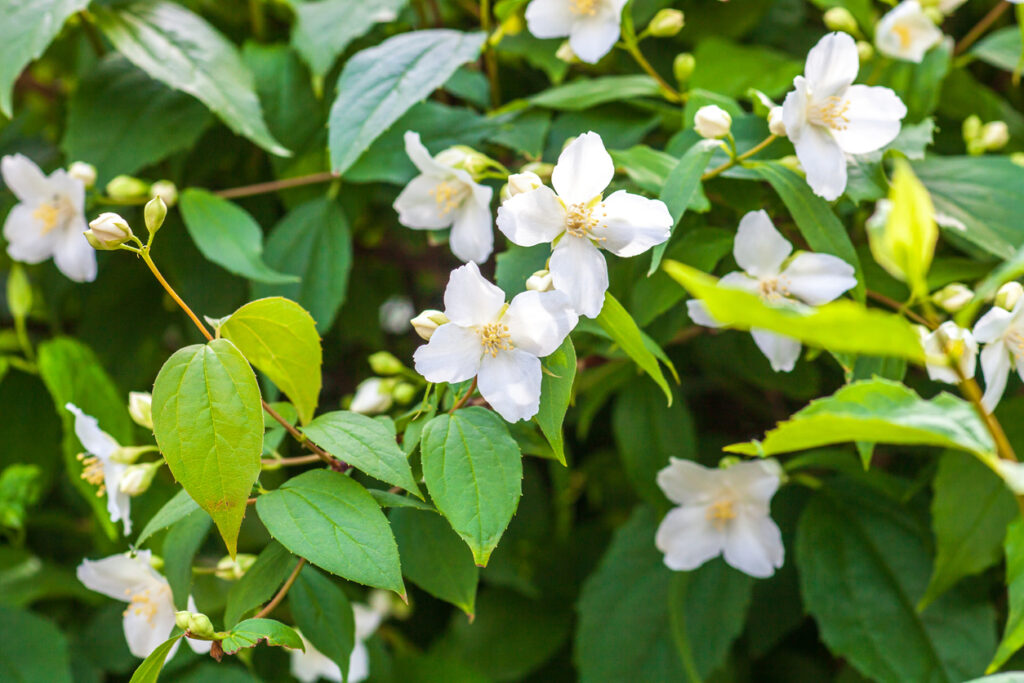 Blütezeit vom Pfeifenstrauch Wann blüht der Falsche Jasmin?