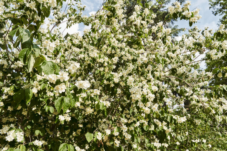 Falscher Jasmin schneiden » Der Rückschnitt für den Pfeifenstrauch