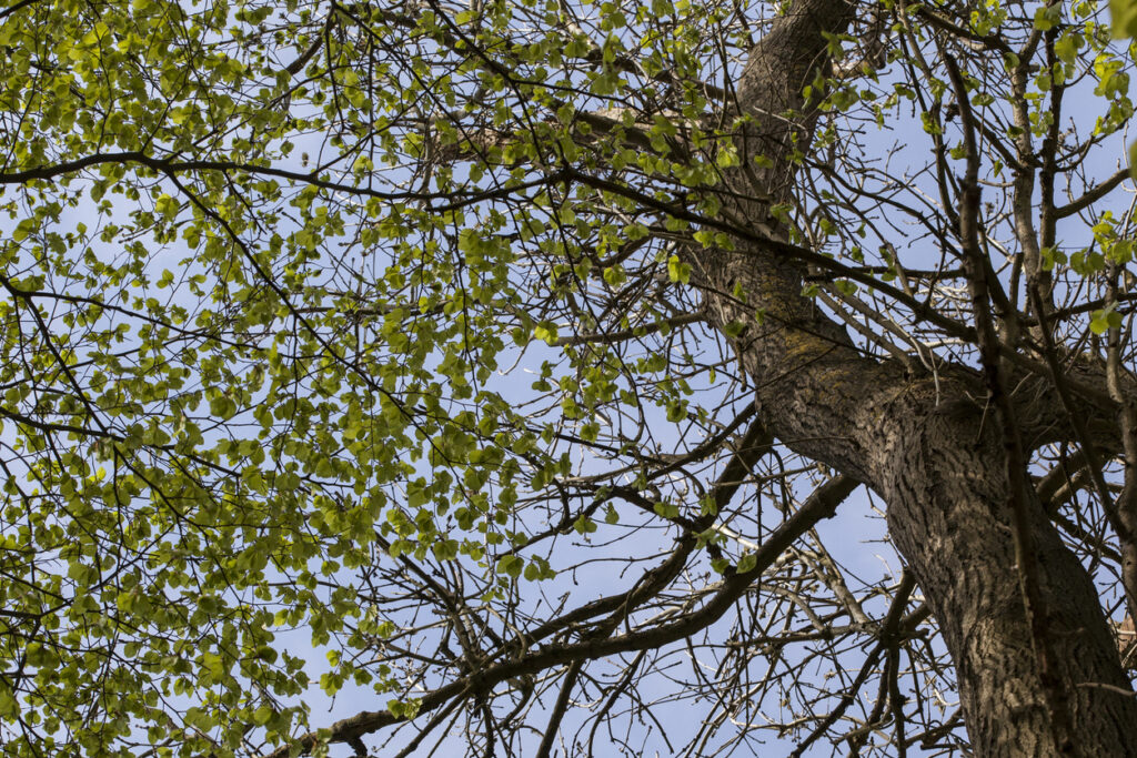 Baum Mit Rötlicher Rinde