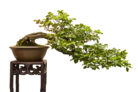 rotbuche-bonsai