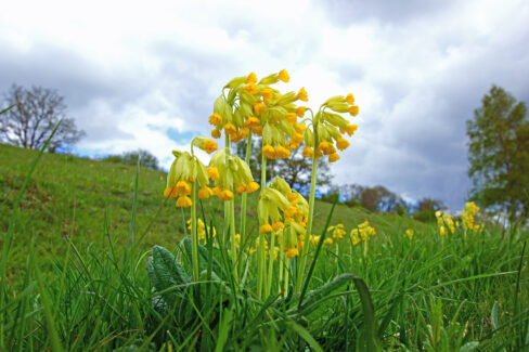 schluesselblume-standort