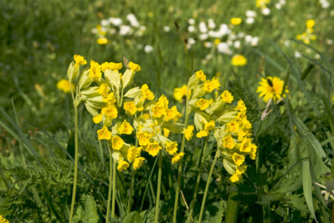 schluesselblume-steckbrief