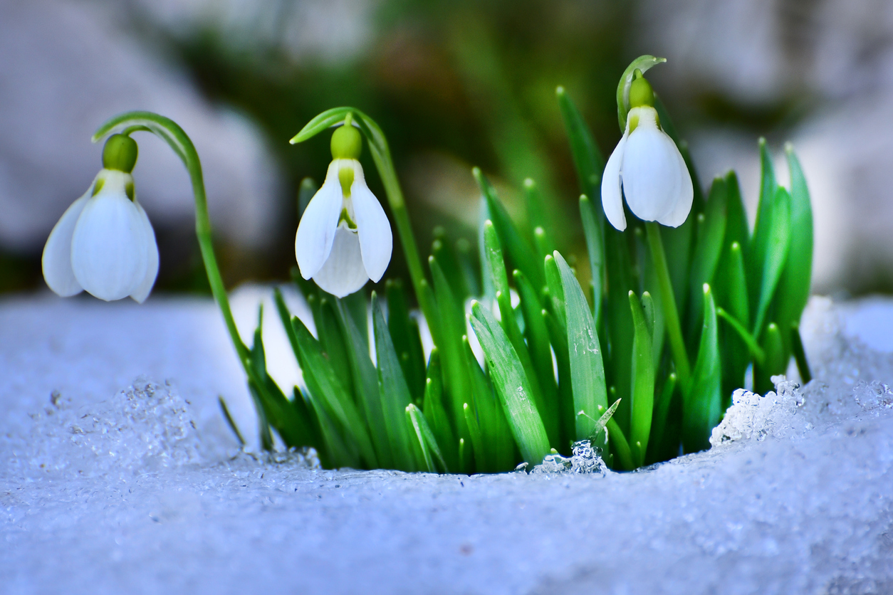 Der Steckbrief zum Schneeglöckchen Alle Infos im Überblick