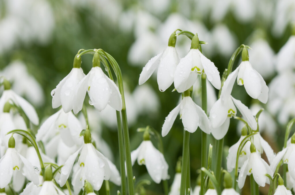 Schneeglöckchen und Maiglöckchen Wo liegen die Unterschiede?