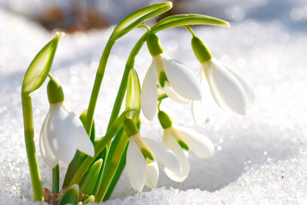 Die Blüte beim Schneeglöckchen Wann zeigt sie sich?