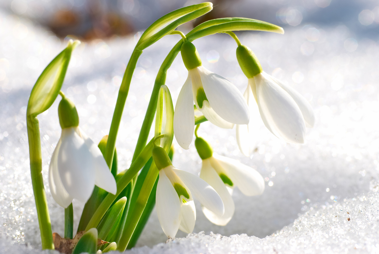 Der Steckbrief zum Schneeglöckchen Alle Infos im Überblick