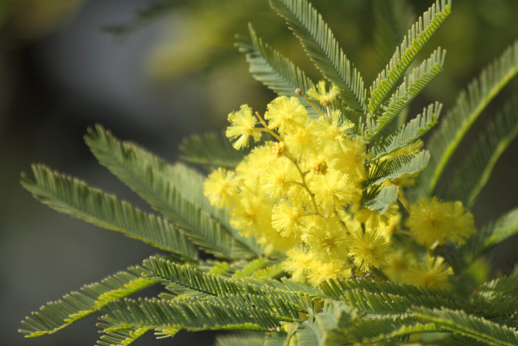 AkazienBlätter Merkmale, Funktion und Wissenswertes