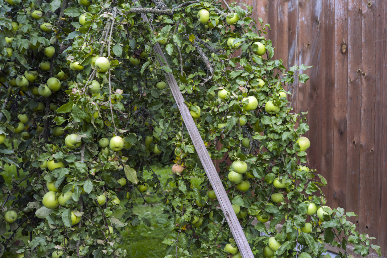 Apfelbaum abstützen So schützen Sie die Äste vor Bruch