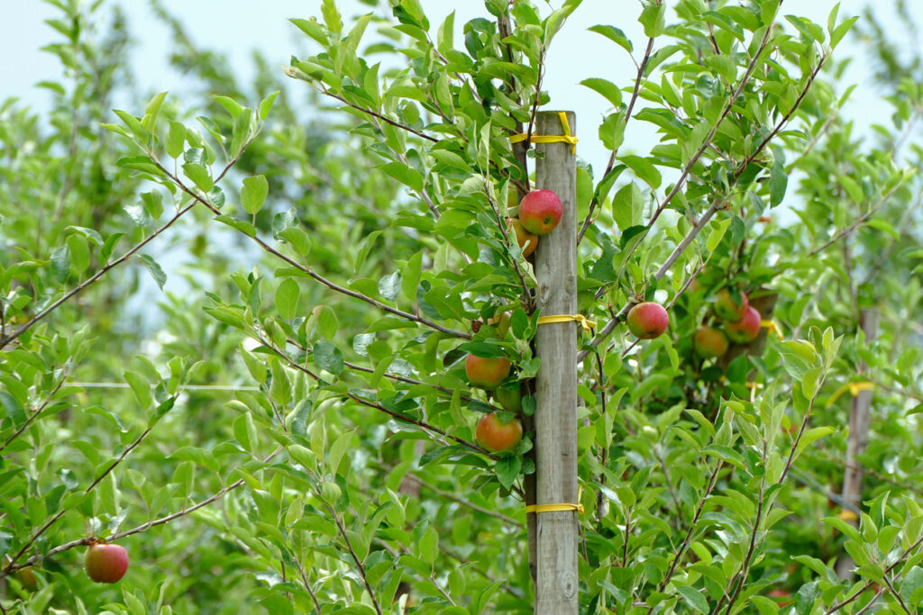 Apfelbaum im Topf pflanzen und pflegen Die besten Tipps