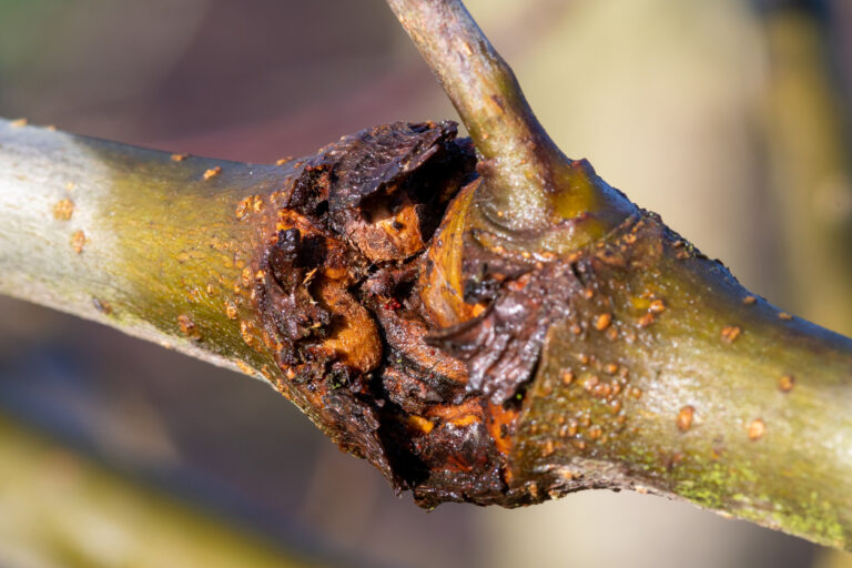 Pilzbefall am Apfelbaum Die häufigsten Pilzerkrankungen