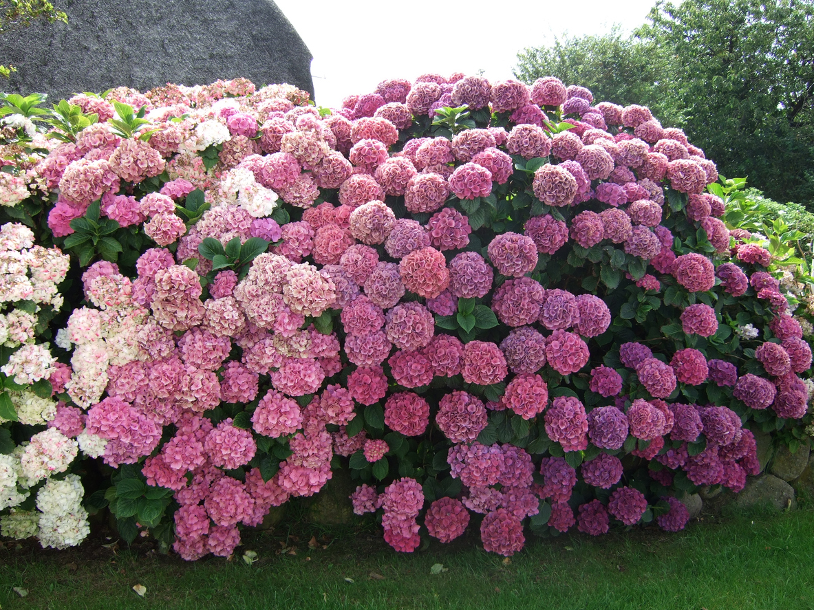 Bauernhortensie Standort Sonne