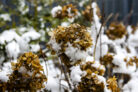 bauernhortensie-winterhart