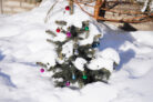 blaufichte-weihnachtsbaum