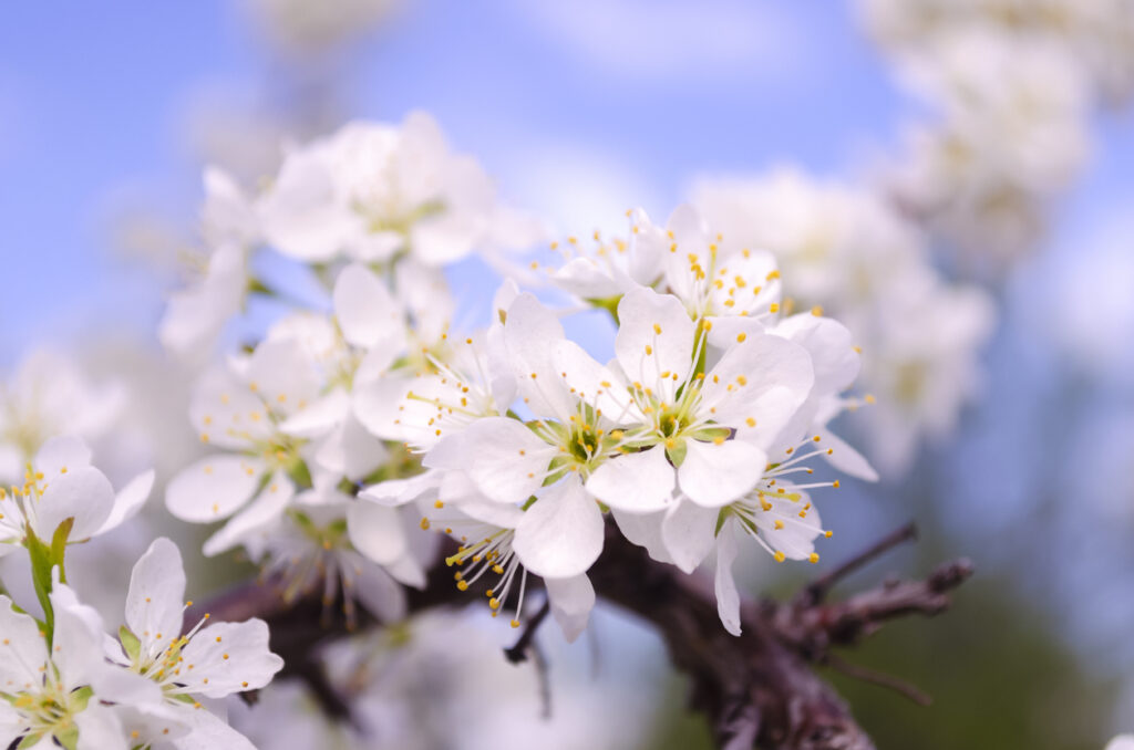 Blutpflaume im Steckbrief Lernen Sie den Baum kennen