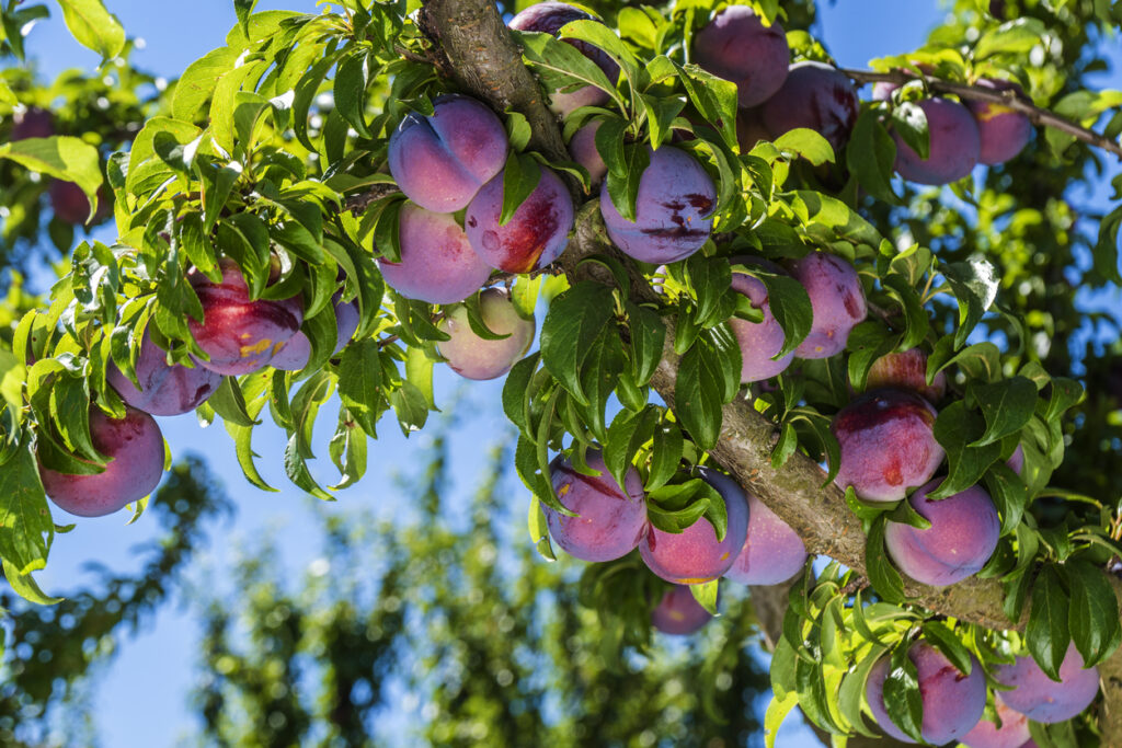 Blutpflaume im Steckbrief Lernen Sie den Baum kennen