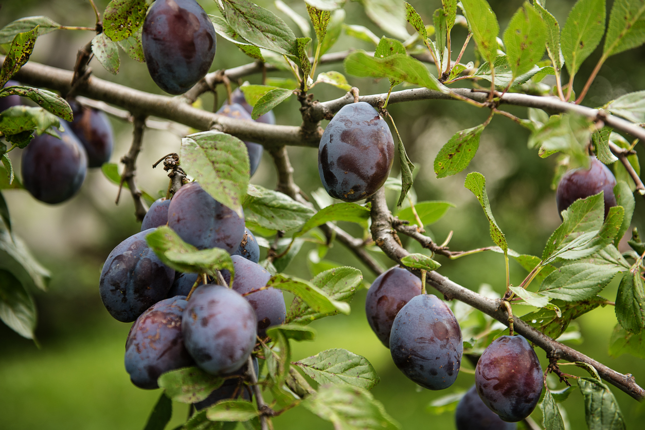 Aprikosenbaum schneiden - So regen Sie ein gesundes Wachstum an