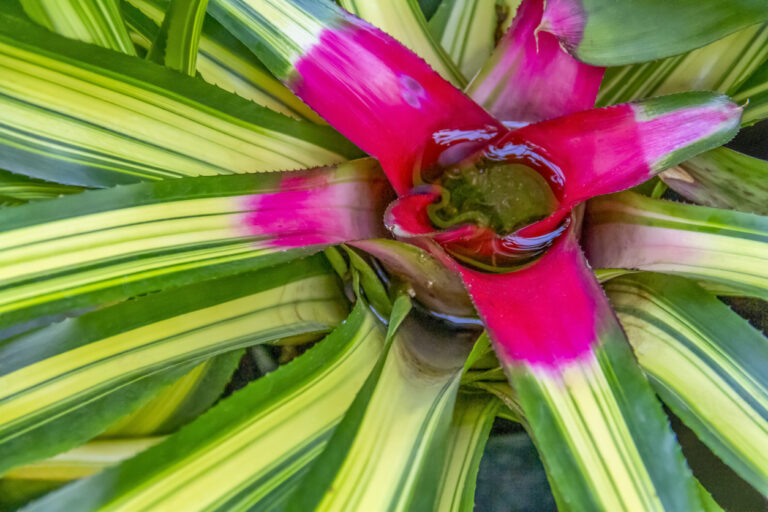 Bromelie Verbluhte Blute Abschneiden