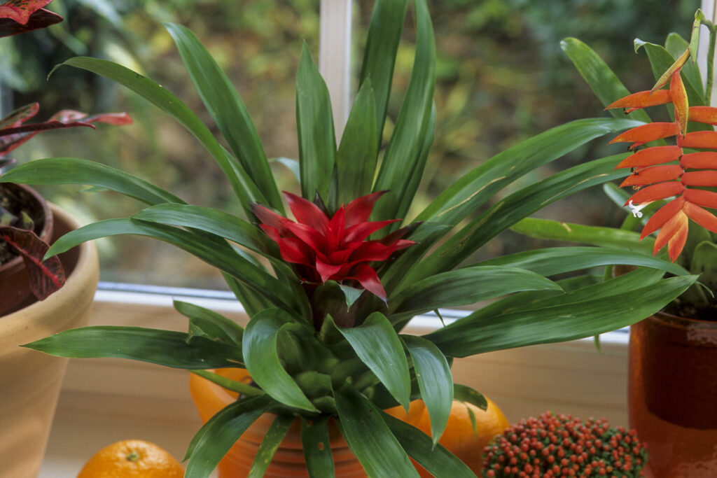 Bromelien düngen So Sie die Exotin mit Nährstoffen