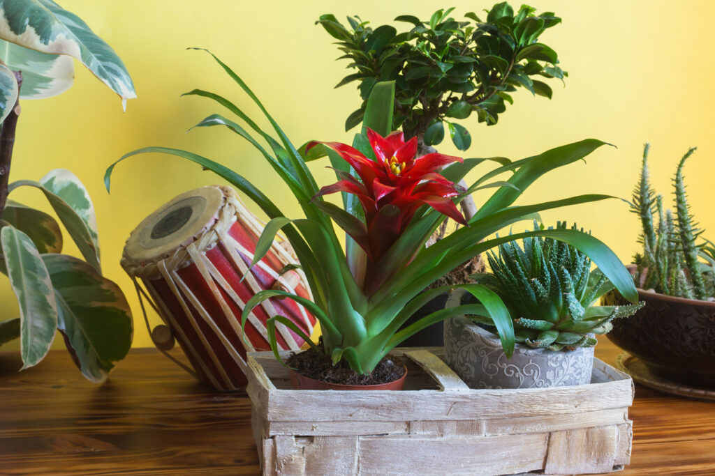 Bromelie Terrarium Mhlan Bromelienmix - 4 Verschiedene Bromelien Fr  Terrarien Und Paludarien Im 6cm Topf