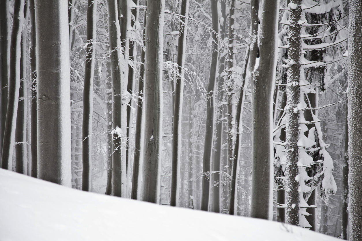 Buche im Winter Tipps für die kalte Zeit