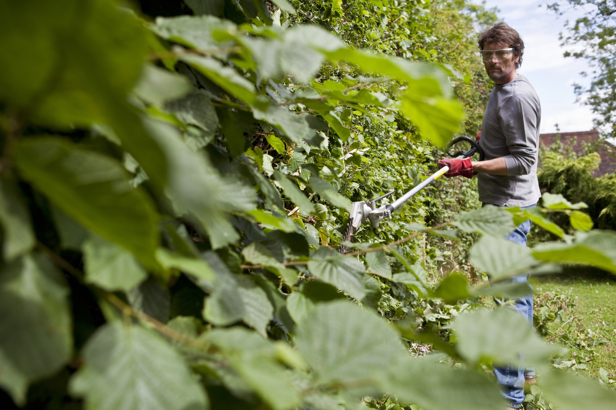 Buchenhecke Stark Zurückschneiden