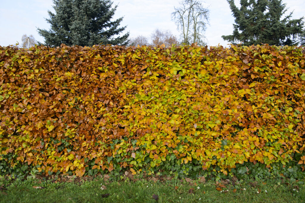 Buchenhecke pflanzen Tipps und Kurzanleitung
