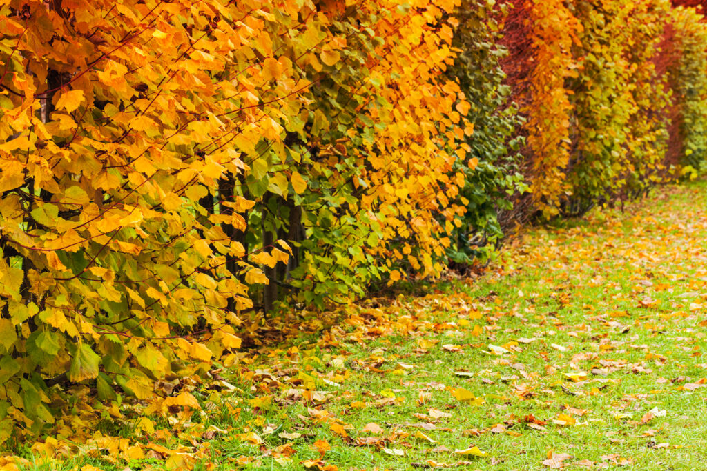 Buchenhecke Pflanzen Wann